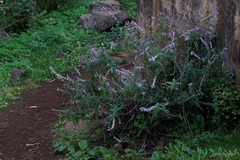 Salvia leucantha