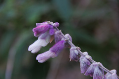 Salvia leucantha