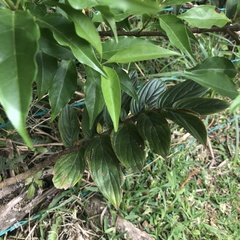 Columnea