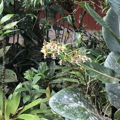 Epidendrum exasperatum