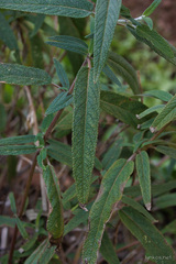 Salvia leucantha