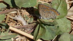 Polyommatus celina