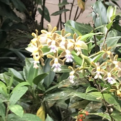 Epidendrum exasperatum
