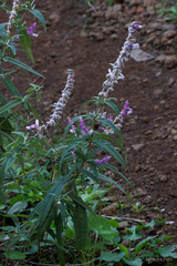 Salvia leucantha