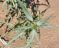 Dicoria canescens