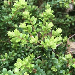 Myrcianthes fragrans