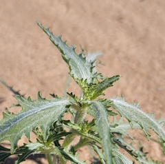 Dicoria canescens