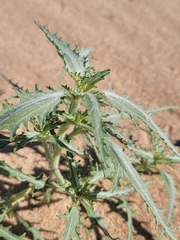 Dicoria canescens
