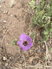 Cristaria glaucophylla