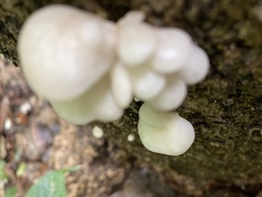 Fungi