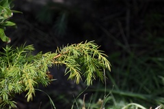 Juniperus communis depressa