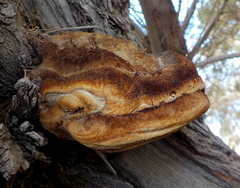 Inocutis tamaricis