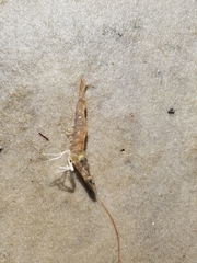 Penaeus aztecus
