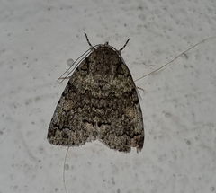 Blenina squamifera