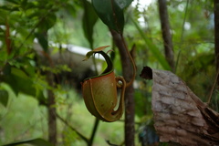 Nepenthes bicalcarata