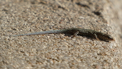 Podarcis guadarramae guadarramae