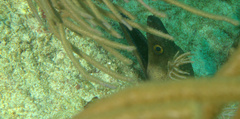 Gymnothorax vicinus