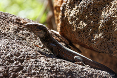 Gallotia galloti