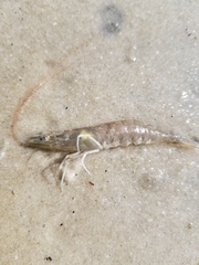 Penaeus aztecus