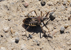 Rhynocoris erythropus