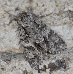 Acronicta auricoma