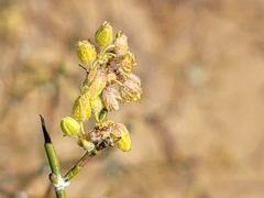 Eriogonum deserticola
