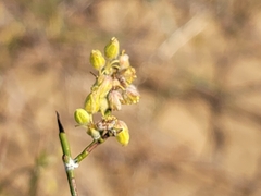 Eriogonum deserticola