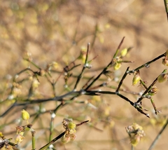 Eriogonum deserticola