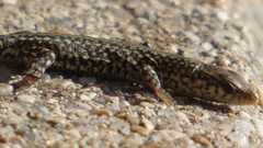 Podarcis guadarramae guadarramae