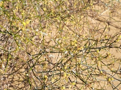 Eriogonum deserticola