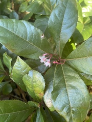 Ardisia