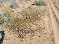 Eriogonum deserticola