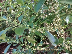 Melicytus macrophyllus
