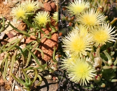 Mesembryanthemum viridiflorum