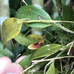 Restrepia