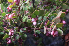 Arctostaphylos myrtifolia