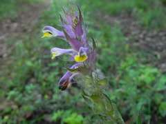 Melampyrum barbatum