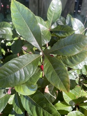 Ardisia