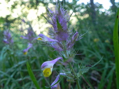 Melampyrum barbatum