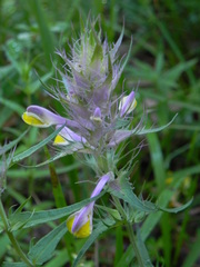Melampyrum barbatum