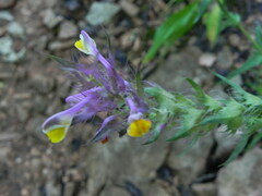 Melampyrum barbatum