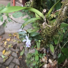 Epidendrum endresii