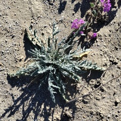 Baileya pauciradiata