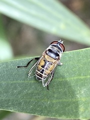 Palpada rufiventris