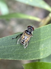 Palpada rufiventris