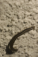 Brachyiulus