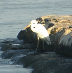 Ardea herodias occidentalis