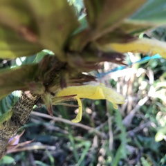 Columnea