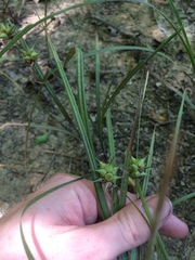 Carex louisianica