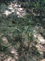 Carex louisianica